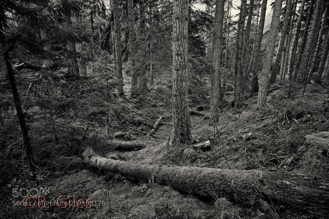 Pentax K-3 sample photo. Scottish forest photography