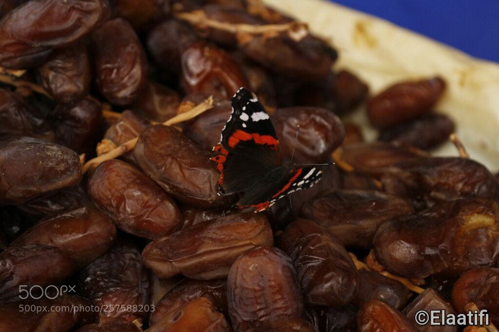 Canon EOS 100D (EOS Rebel SL1 / EOS Kiss X7) sample photo. Mariposa posada en los photography