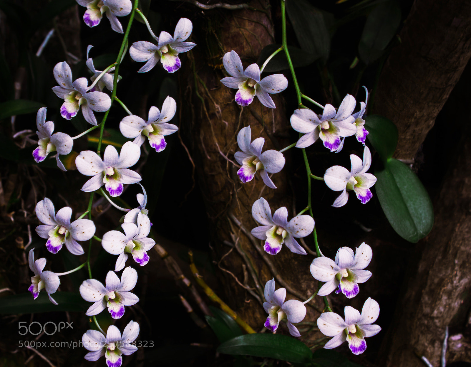 Canon EOS 500D (EOS Rebel T1i / EOS Kiss X3) sample photo. Jungle star.jpg photography
