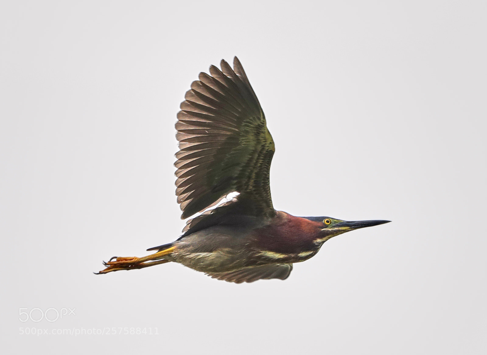 Canon EOS-1D X Mark II sample photo. 05-12-18-0017241.jpg photography