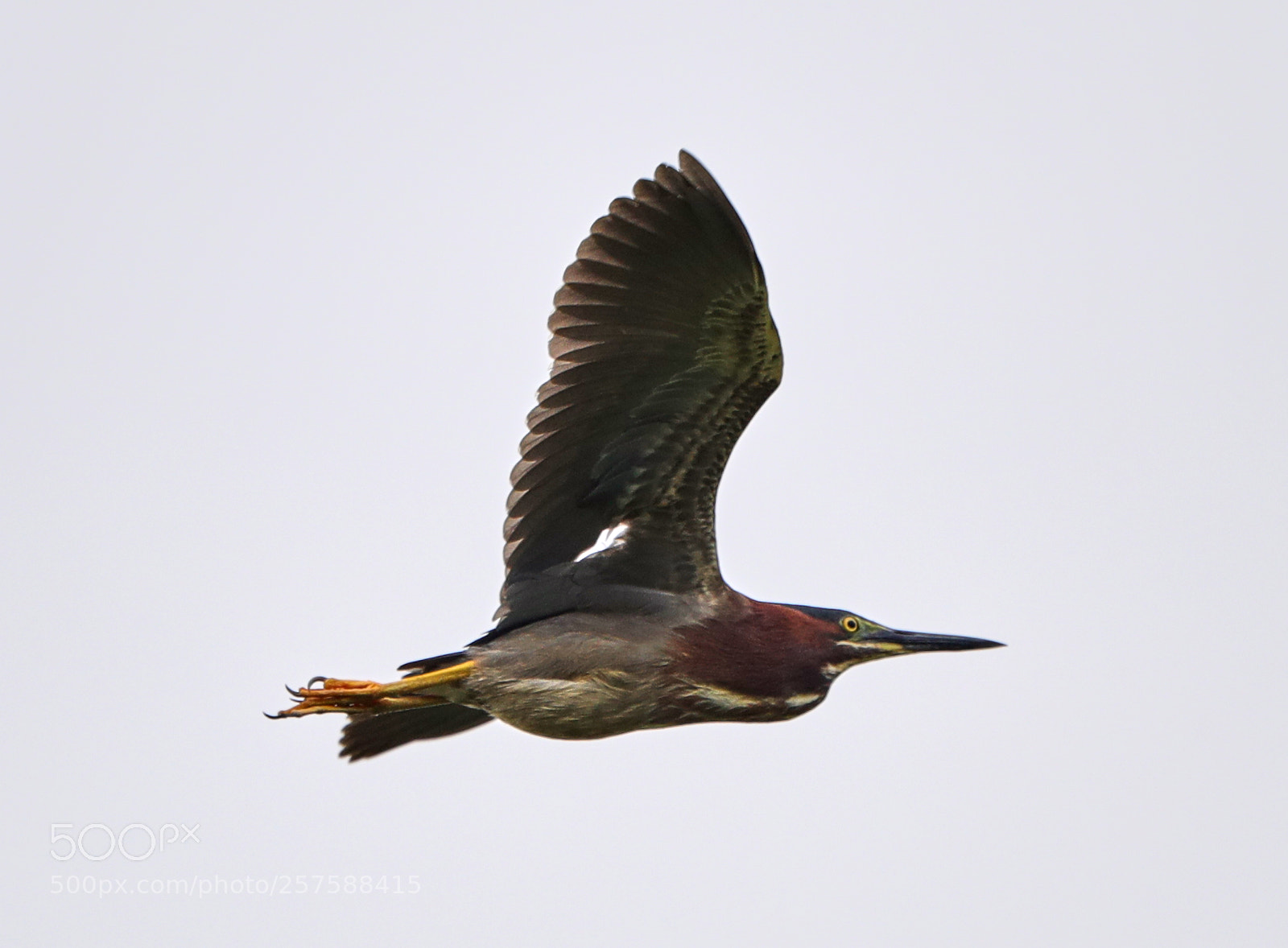 Canon EOS-1D X Mark II sample photo. 05-12-18-0017240.jpg photography