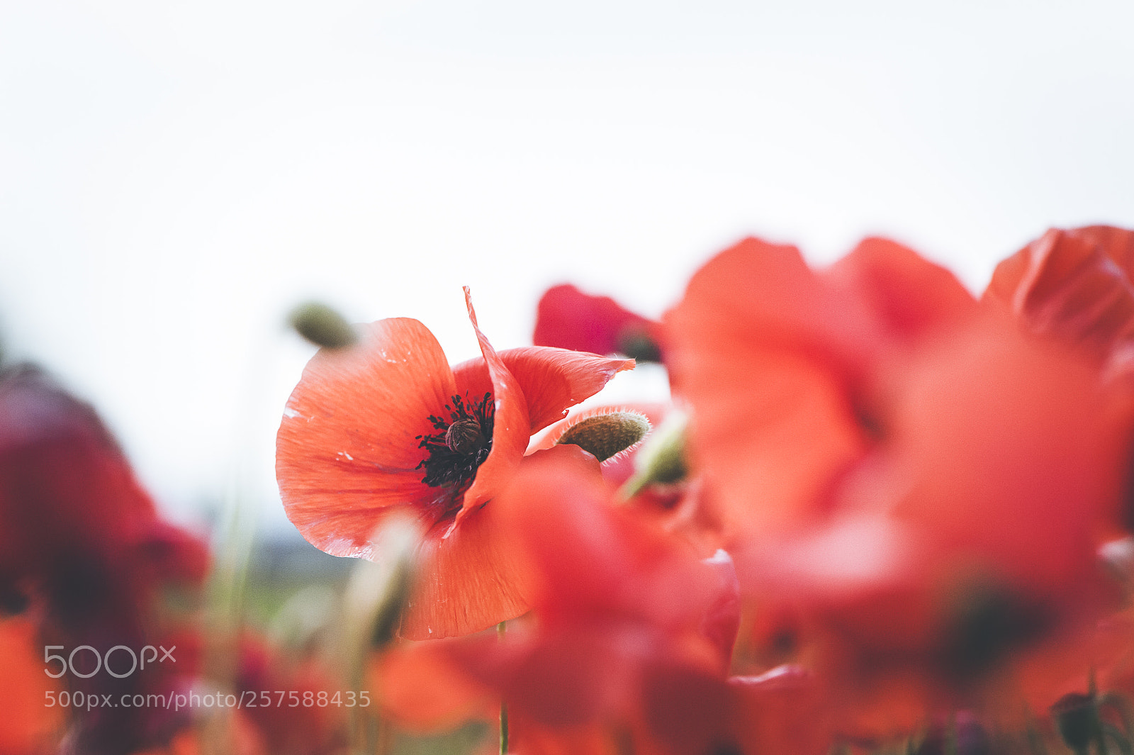 Nikon D700 sample photo. Spring poppies photography