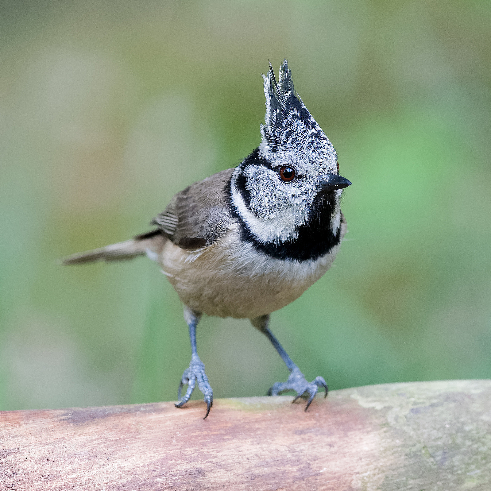 Nikon D500 sample photo. Crested tit photography