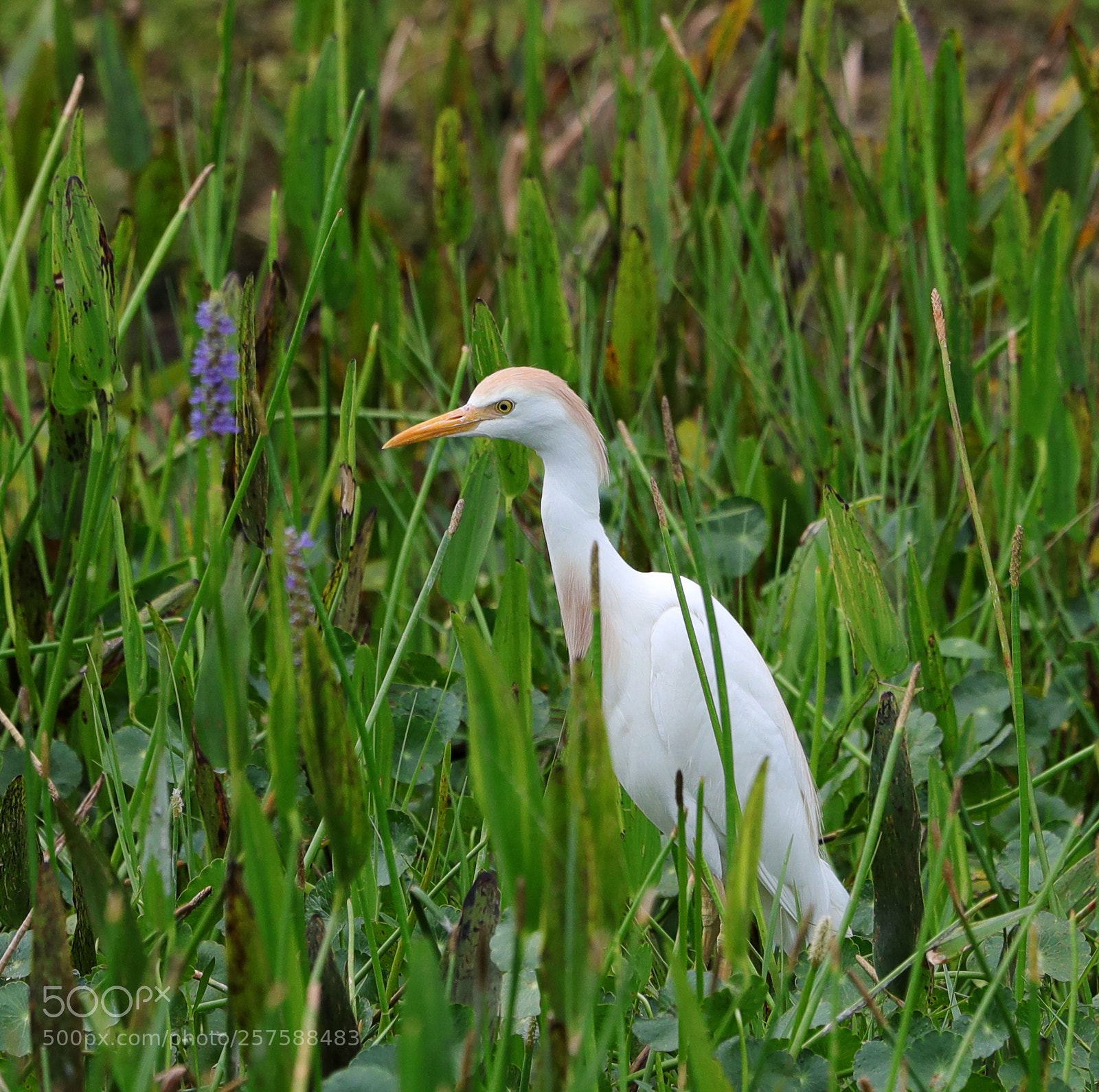 Canon EOS-1D X Mark II sample photo. 05-12-18-0017235.jpg photography
