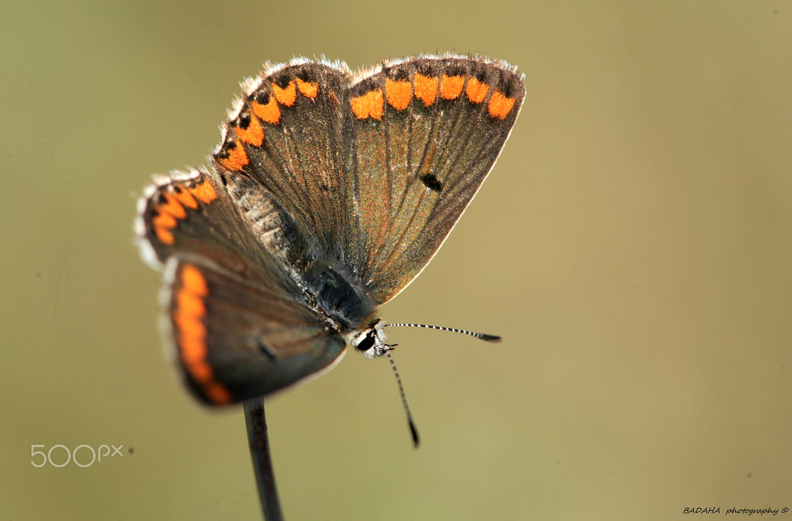 Nikon AF-S Micro-Nikkor 105mm F2.8G IF-ED VR sample photo. Open my wings photography