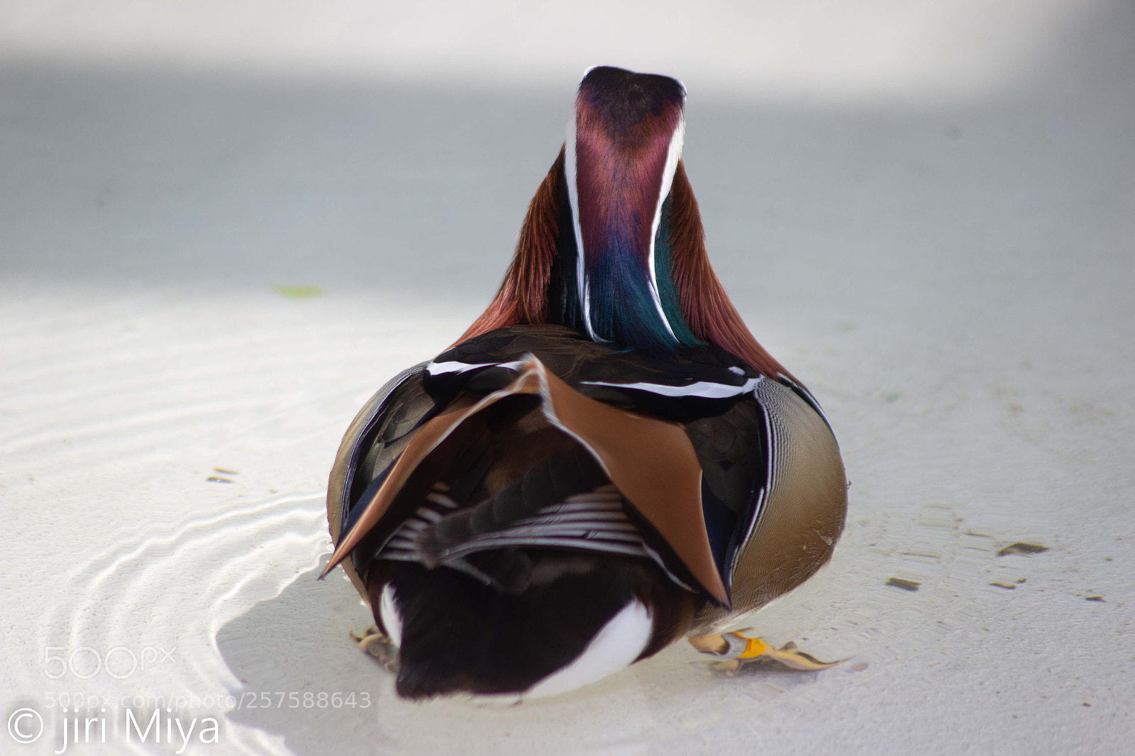 Canon EOS 600D (Rebel EOS T3i / EOS Kiss X5) sample photo. A male duck from photography