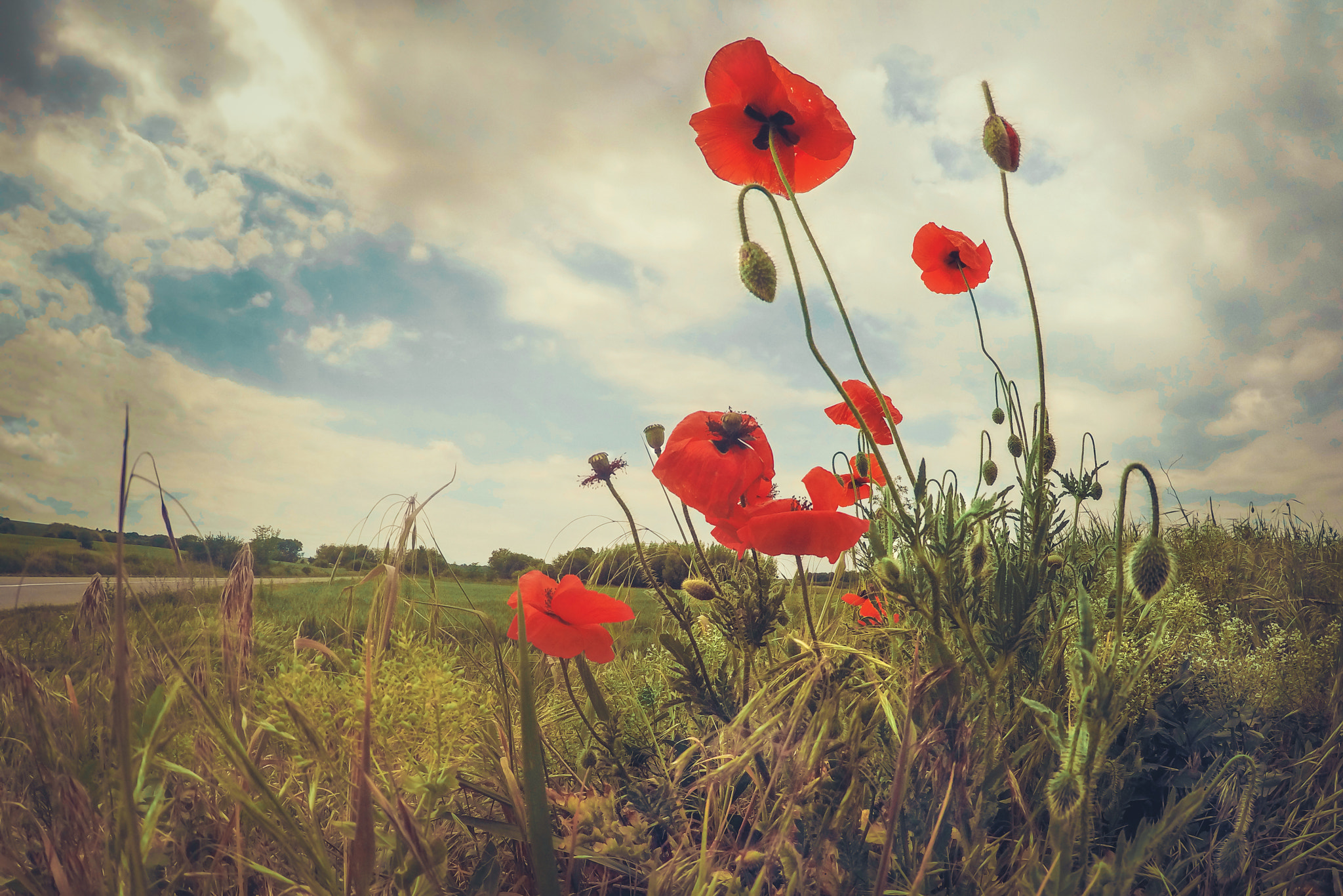 GoPro HERO4 Black sample photo. Papaver rhoeas photography