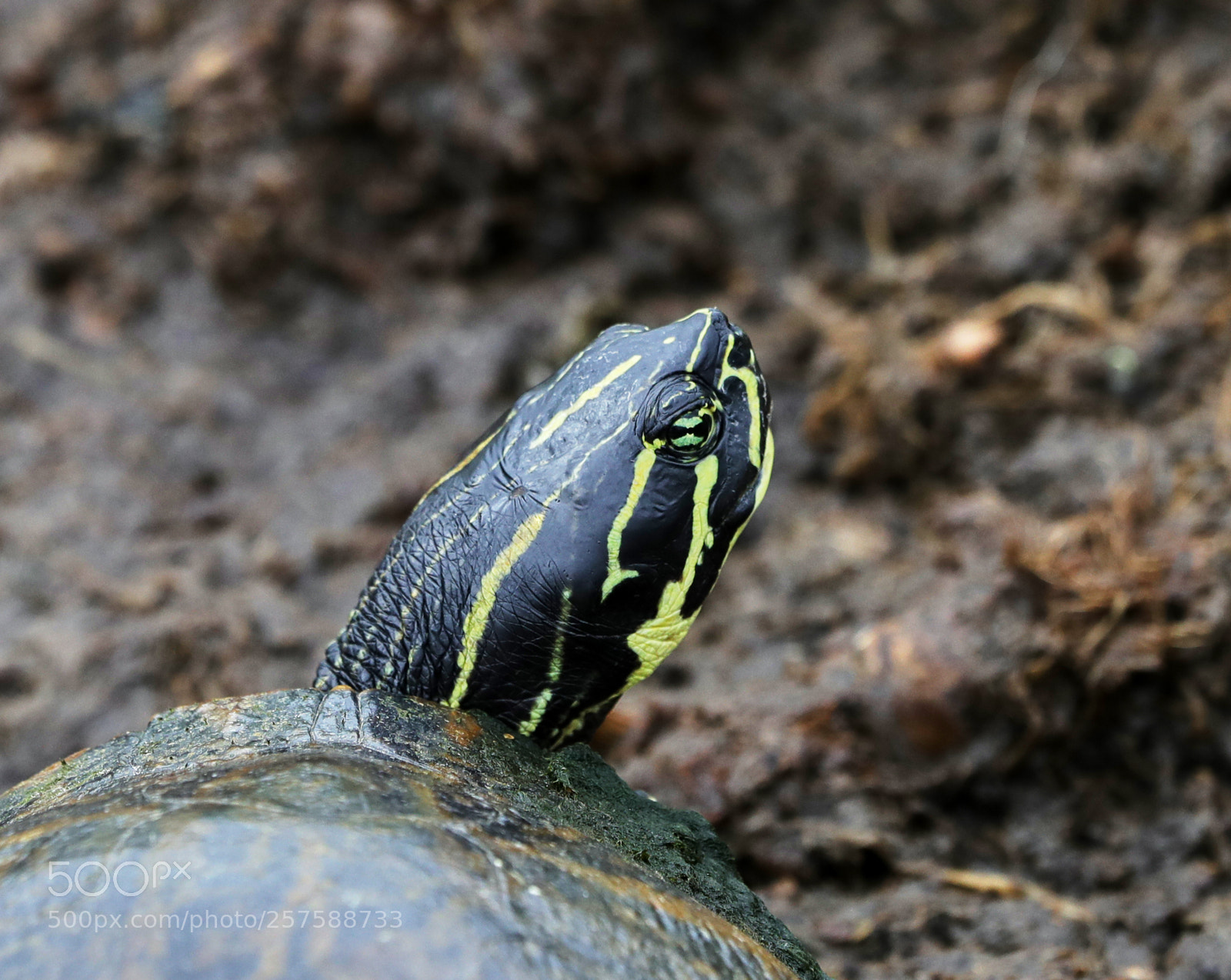 Canon EOS-1D X Mark II sample photo. 05-12-18-0017230.jpg photography