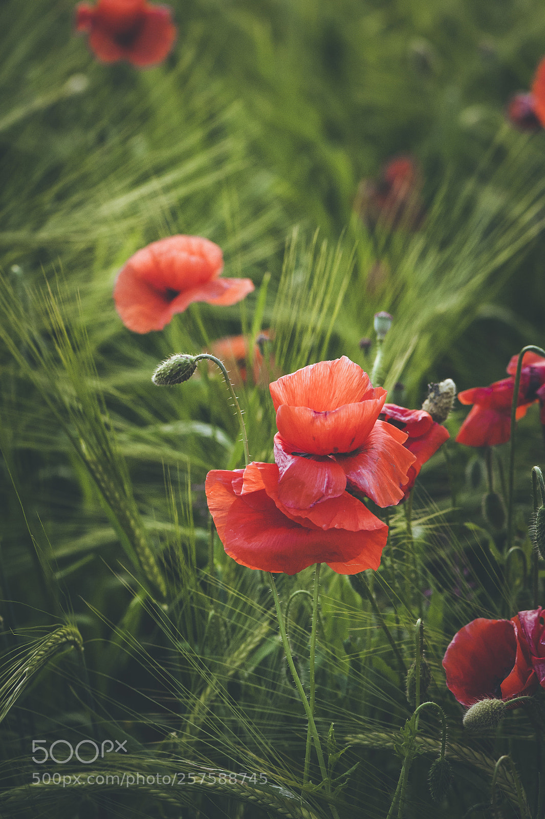 Nikon D700 sample photo. Spring poppies photography