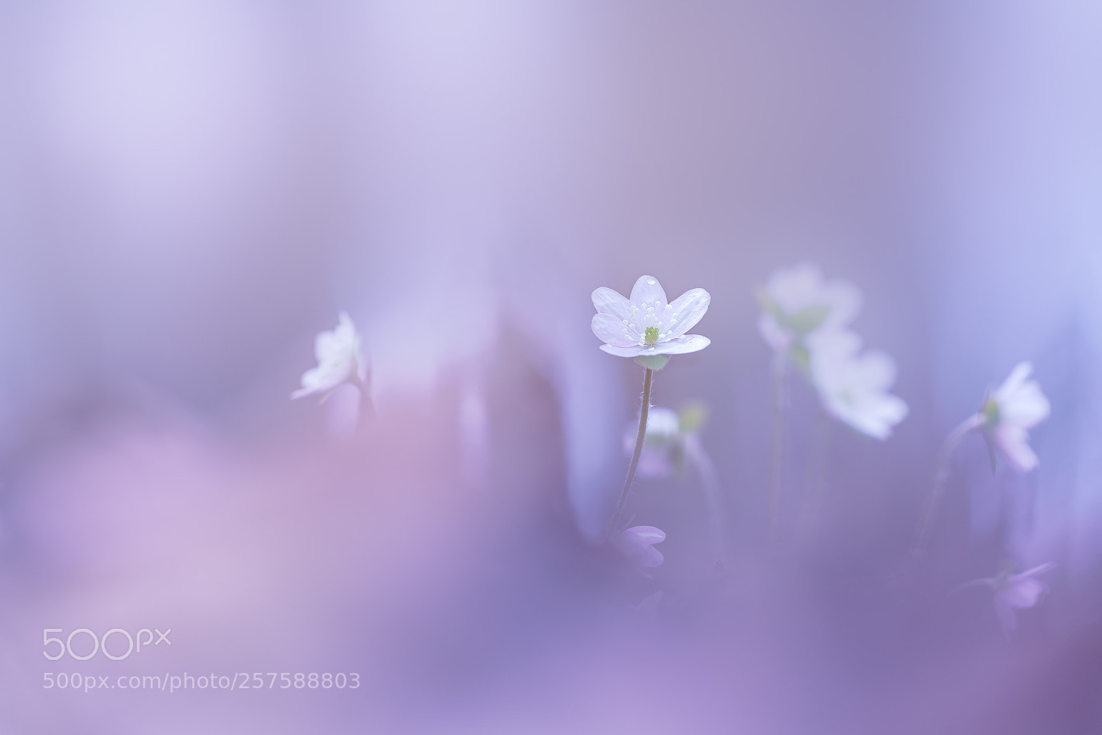 Sony a7R II sample photo. Douceur... photography