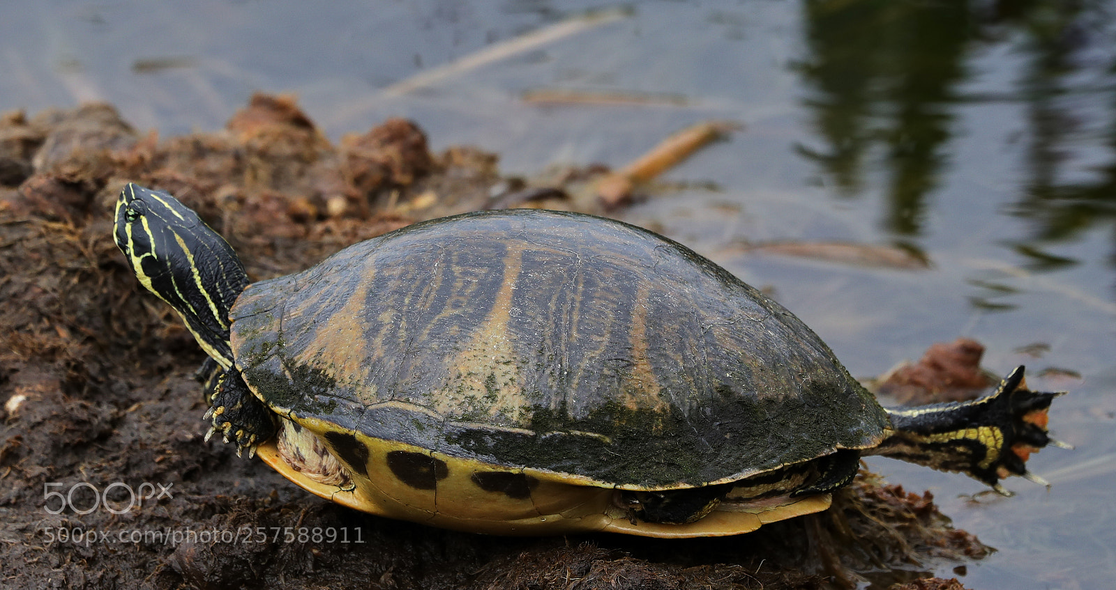 Canon EOS-1D X Mark II sample photo. 05-12-18-0017227.jpg photography