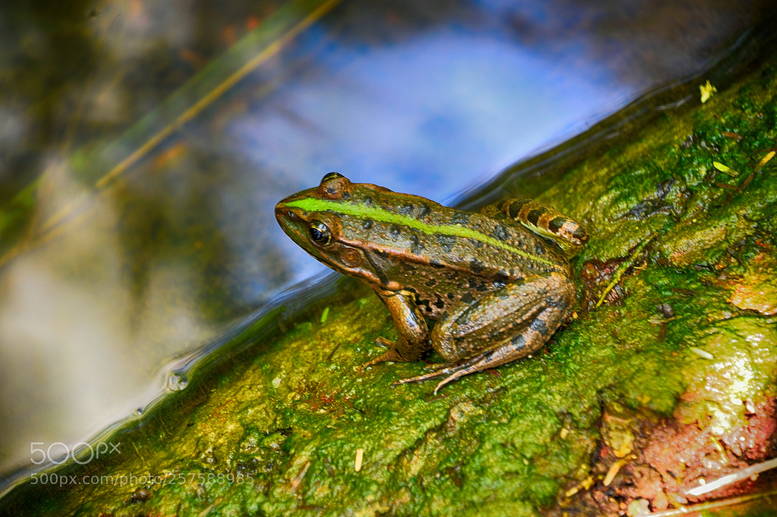 Nikon D3300 sample photo. Frog in the jordan photography