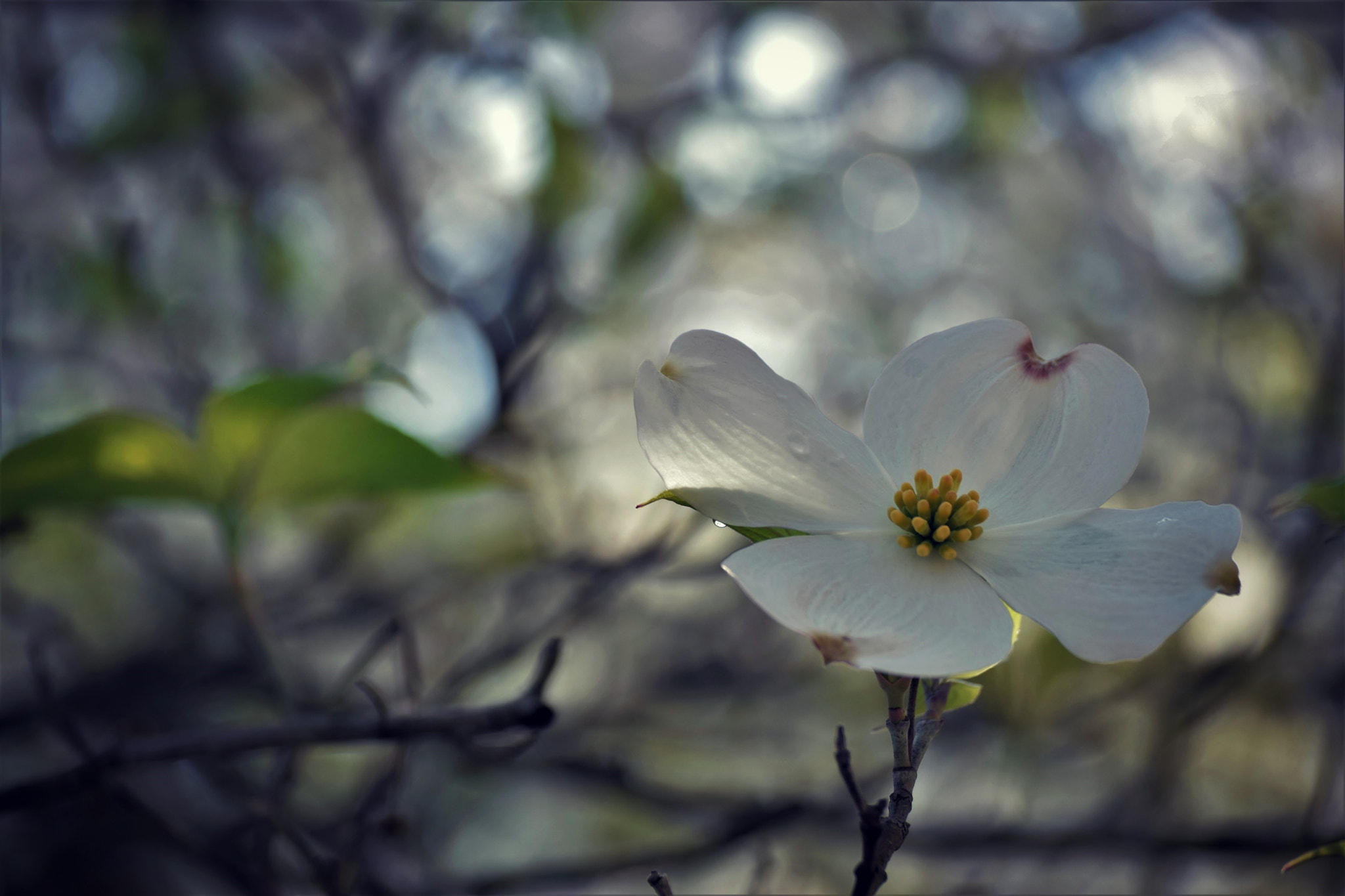 Nikon D5300 sample photo. Painting spring... photography
