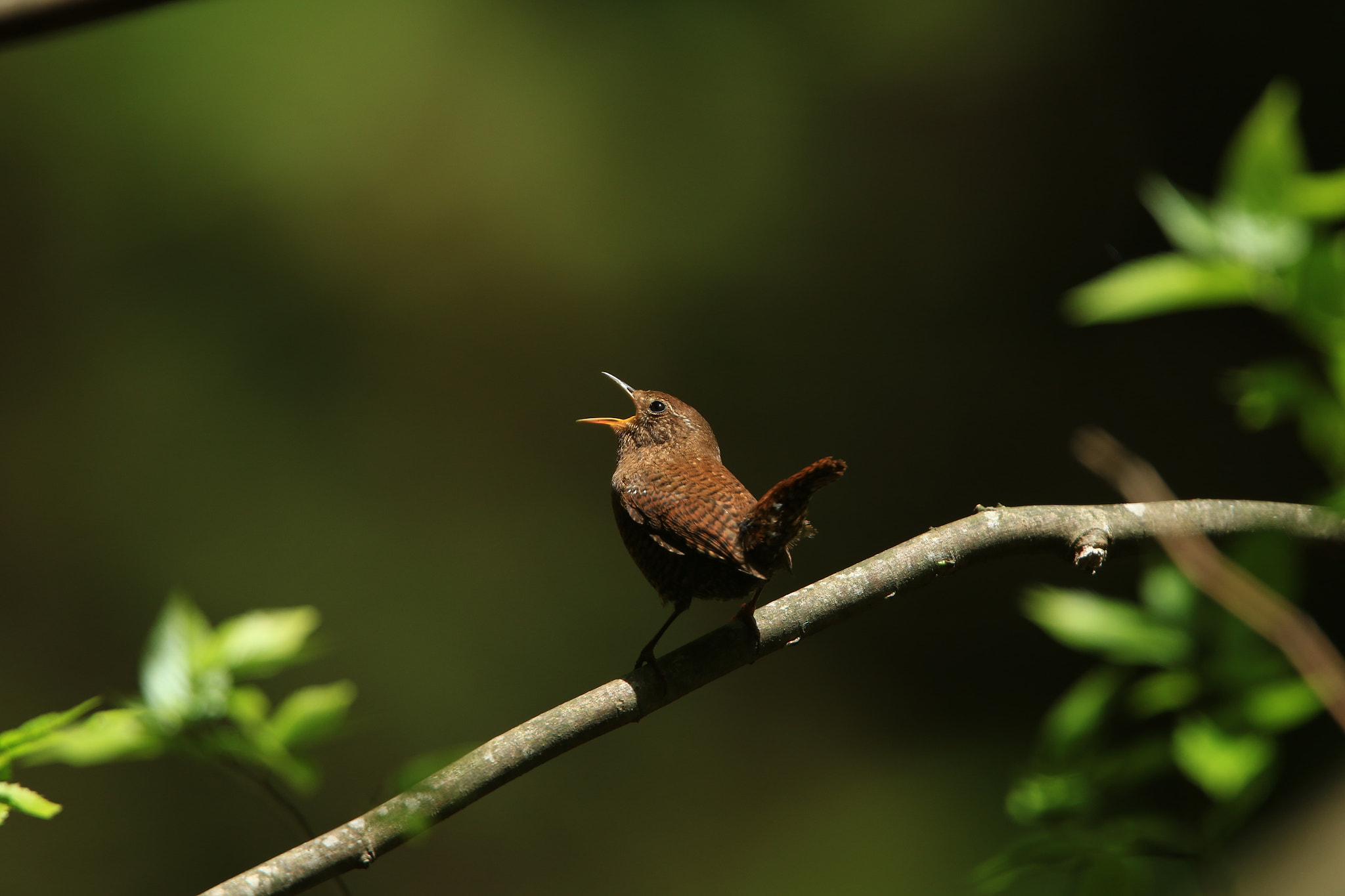 Canon EOS 7D Mark II + Canon EF 400mm F2.8L IS USM sample photo. Eurasian wren ミソサザイ photography