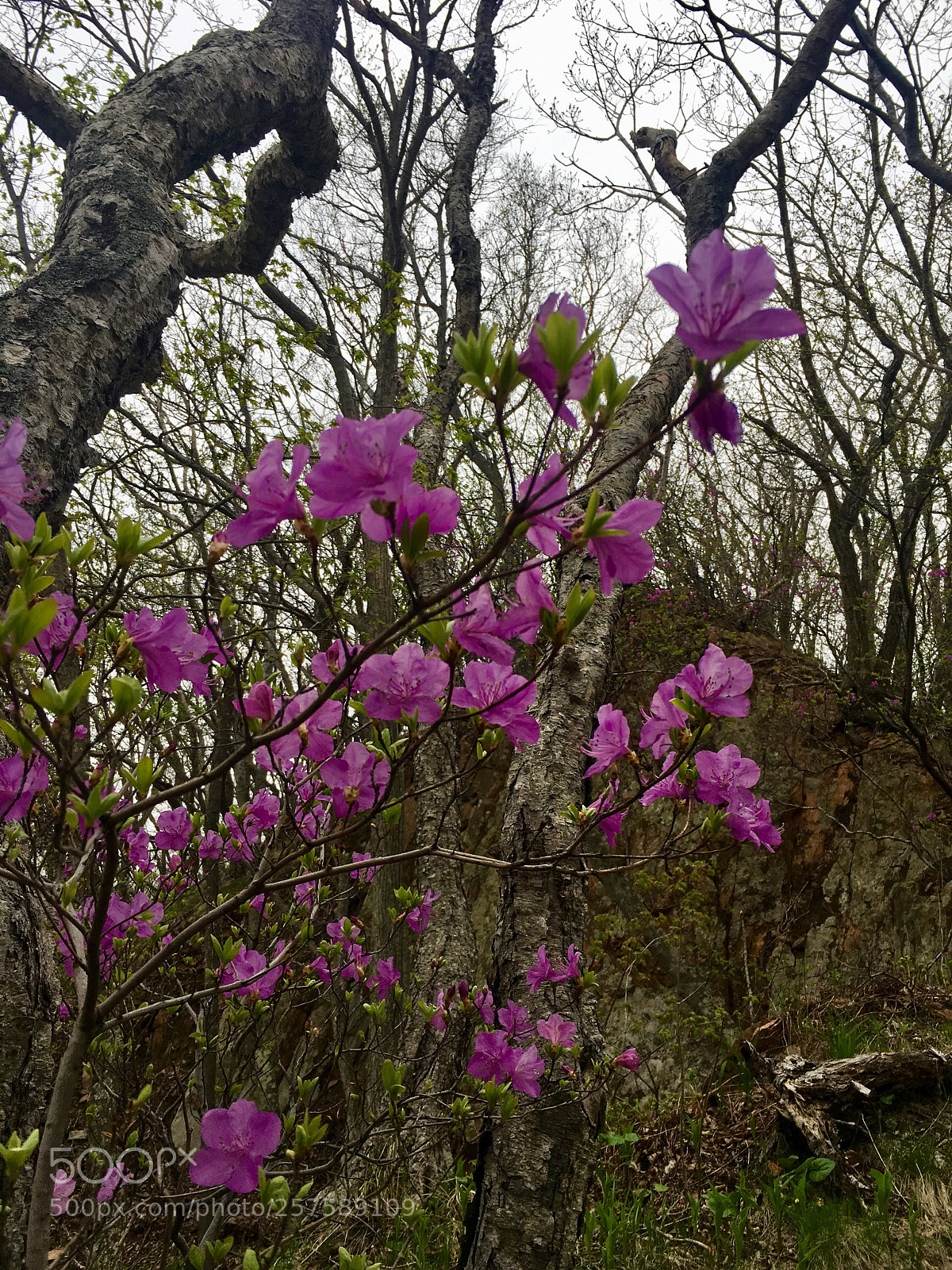 Apple iPhone 6s sample photo. Flowering rosemary photography