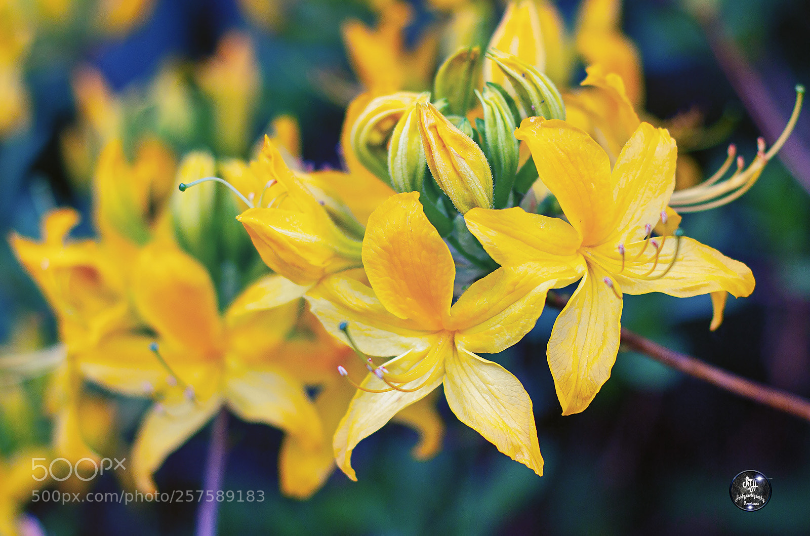 Canon EOS 60D sample photo. Azaleen photography