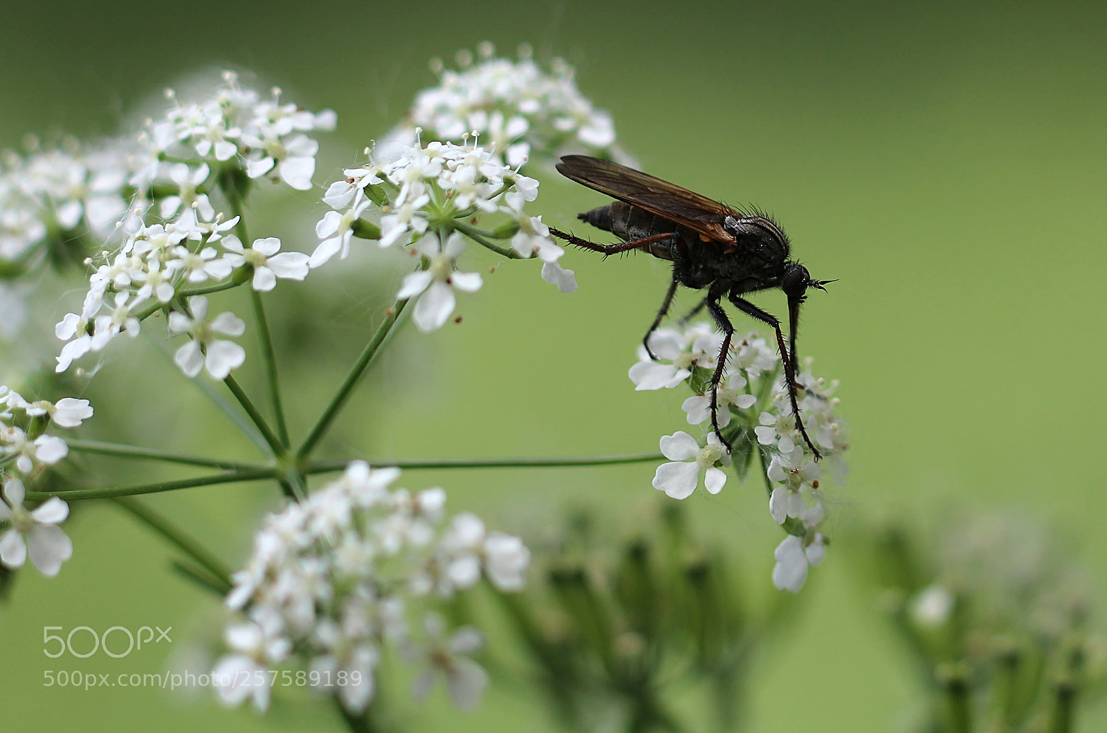 Canon EOS 1200D (EOS Rebel T5 / EOS Kiss X70 / EOS Hi) sample photo. Mosquito ... photography