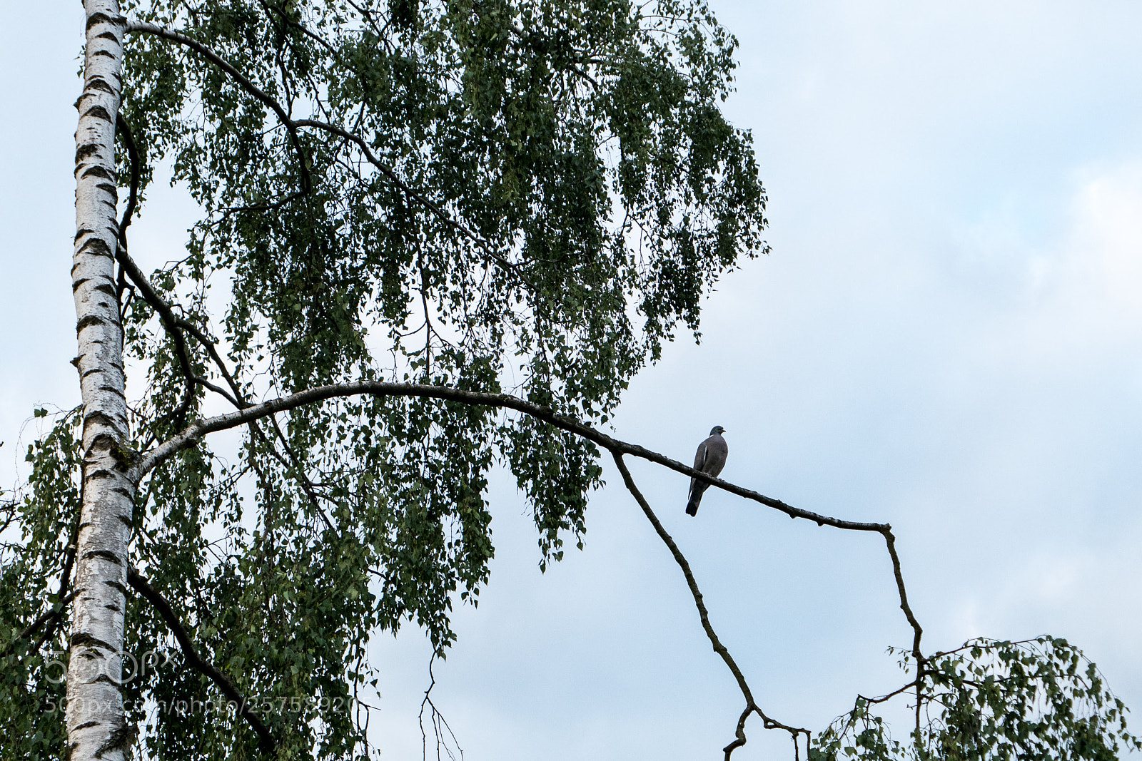Panasonic Lumix DMC-LX10 (Lumix DMC-LX15) sample photo. Taube genie t die photography