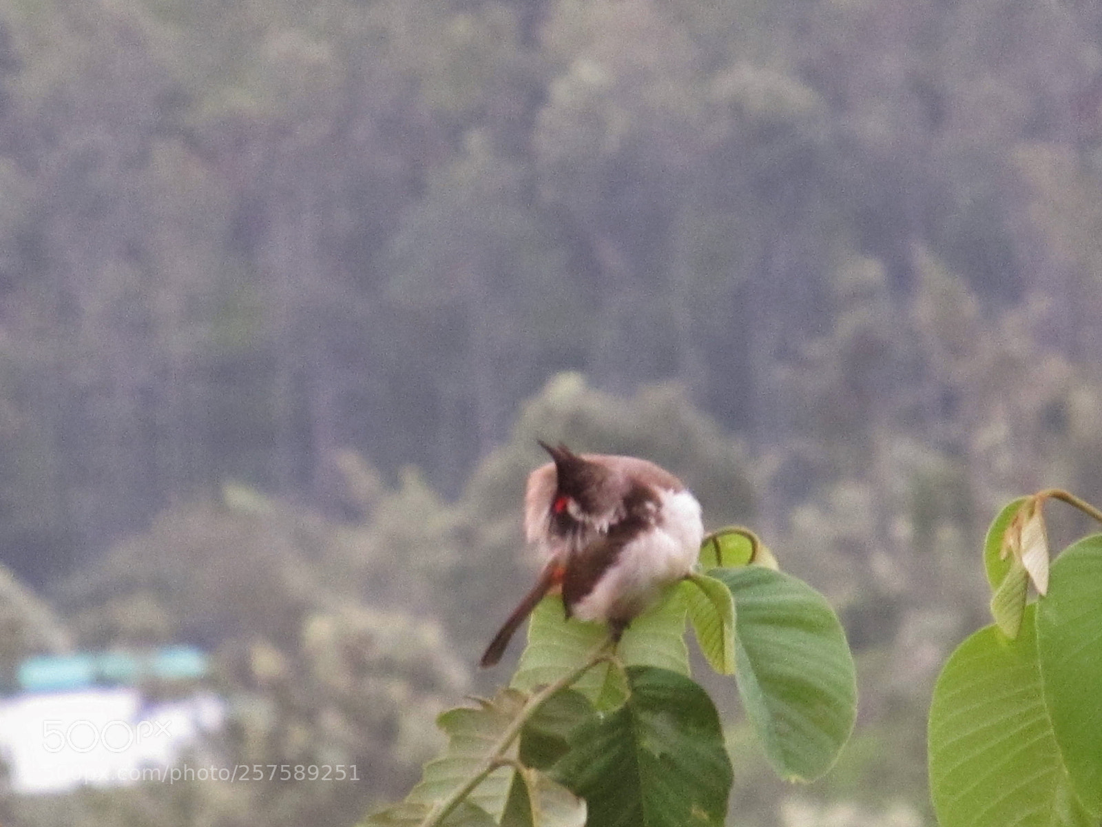 Canon PowerShot SX130 IS sample photo. Red whiskered bulbul photography