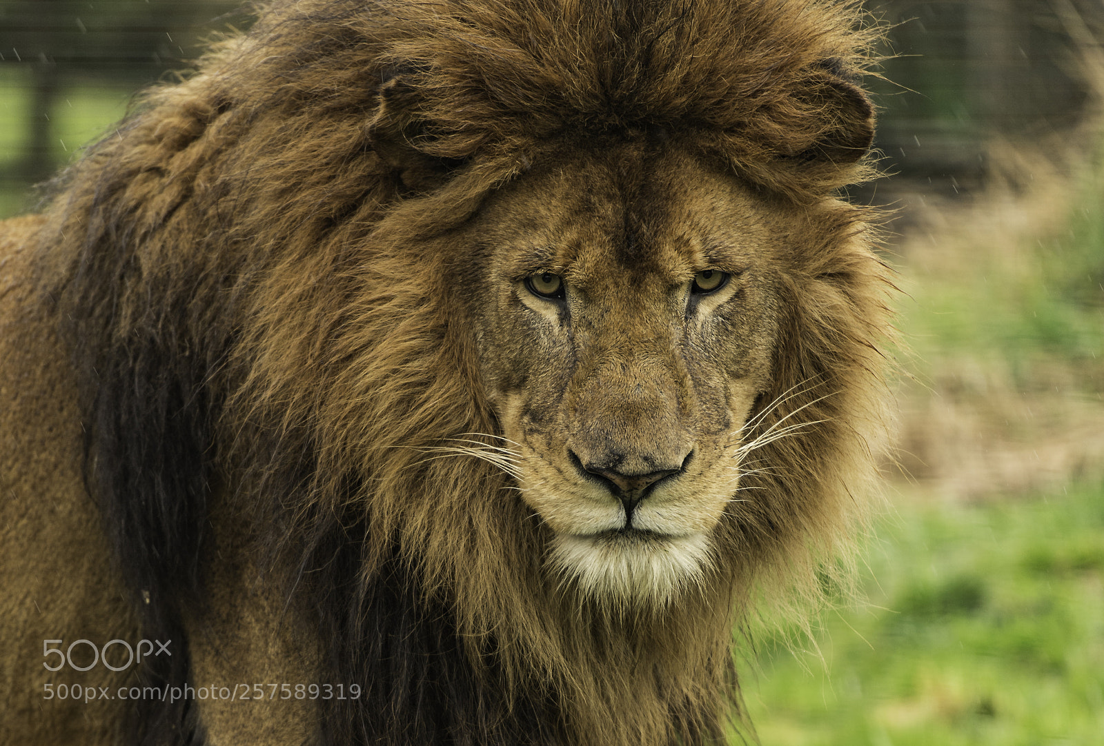 Nikon D5 sample photo. Lion series photography