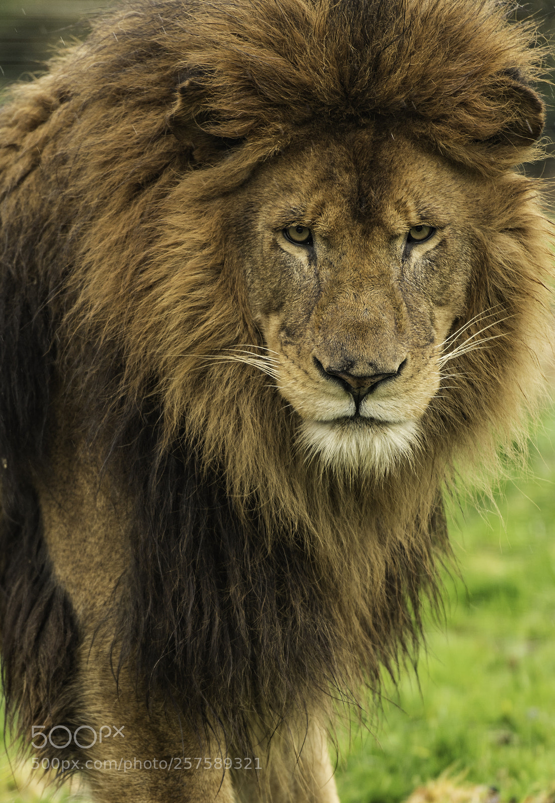 Nikon D5 sample photo. Lion series photography