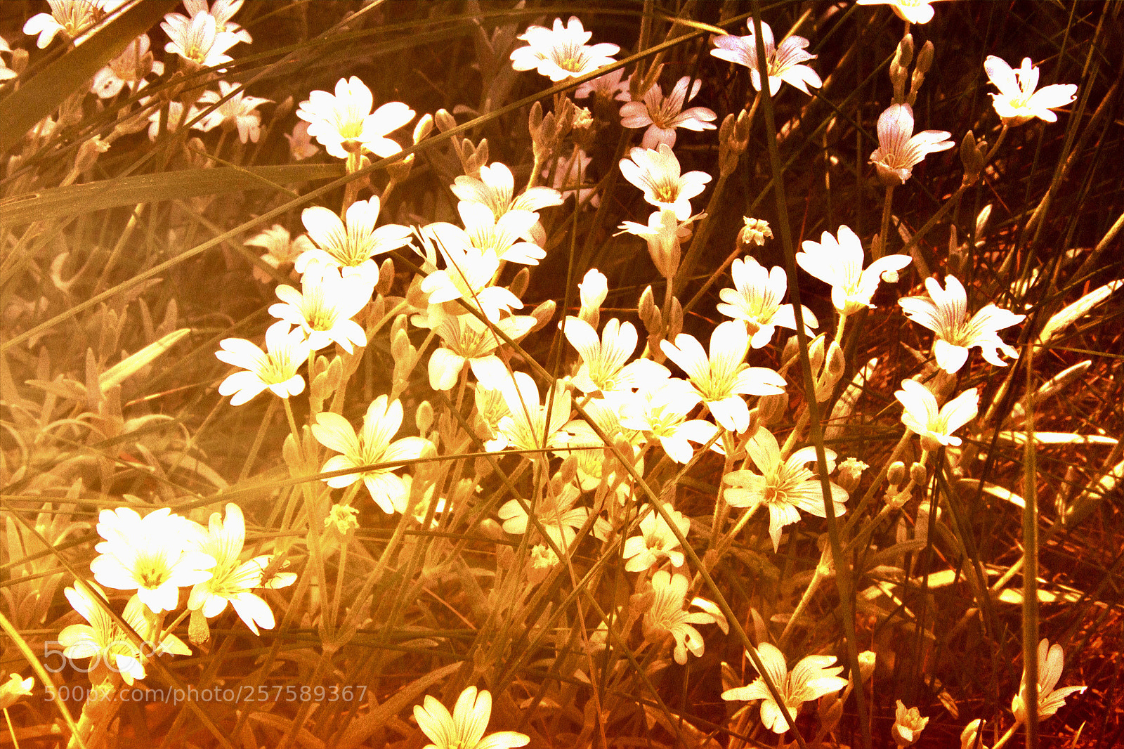 Canon EOS 550D (EOS Rebel T2i / EOS Kiss X4) sample photo. Blossom  photography