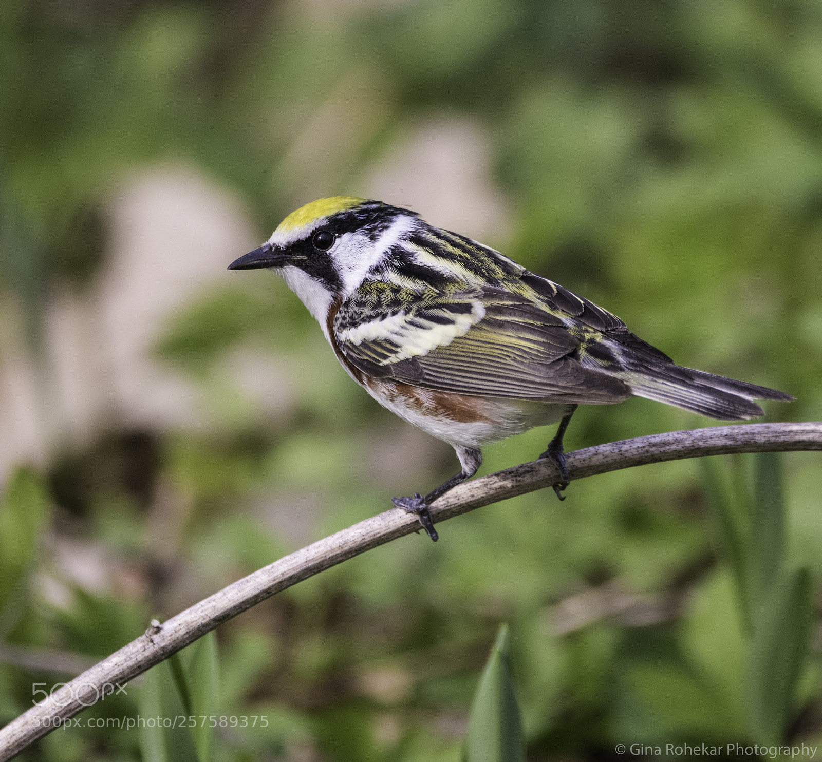 Nikon D850 sample photo. Chestnut-sided warbler photography
