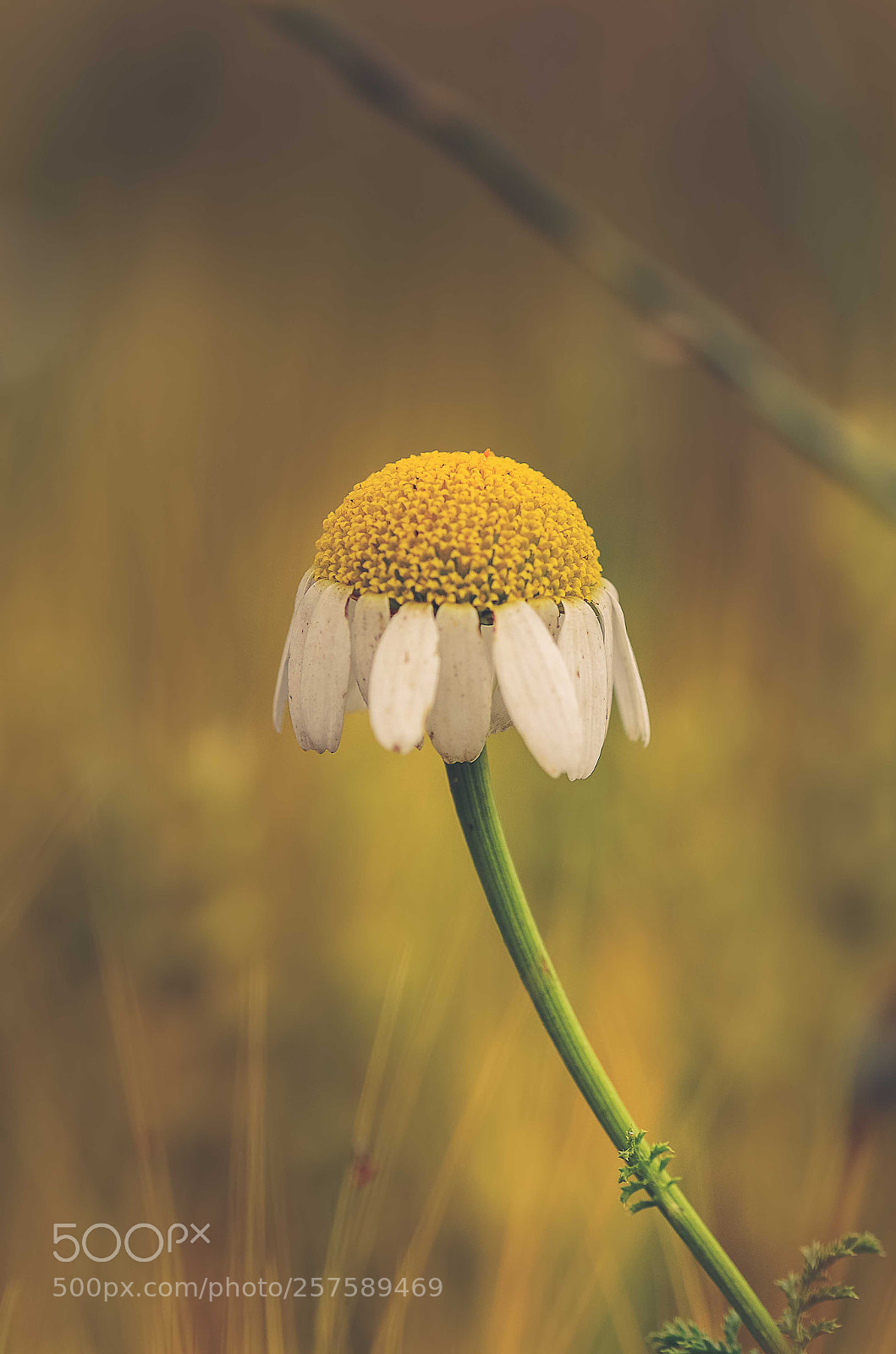 Nikon D7000 sample photo. Flower photography