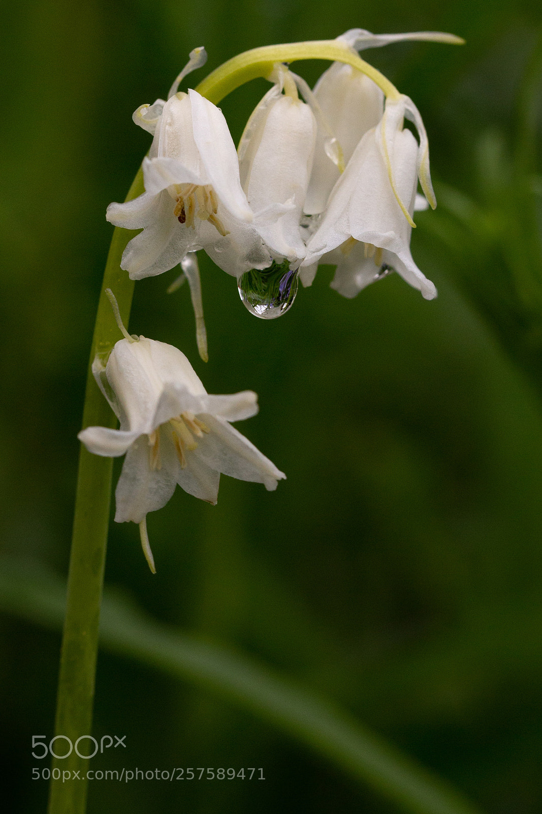 Canon EOS 6D sample photo. White flower with dropp photography