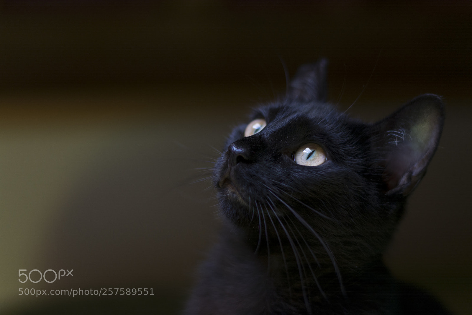 Nikon D5200 sample photo. Cat model photography