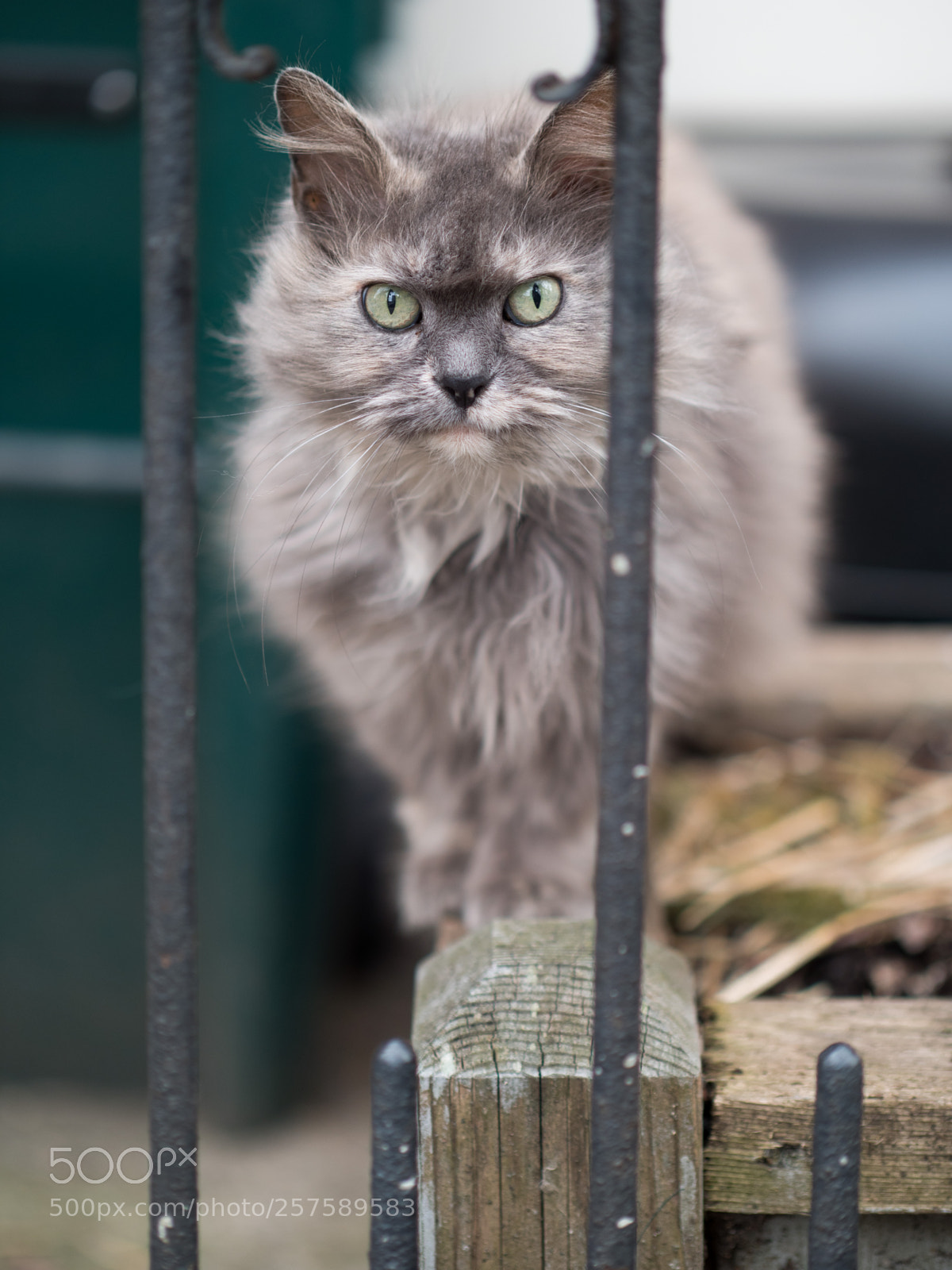 Panasonic Lumix DC-G9 sample photo. Orchard street cat photography