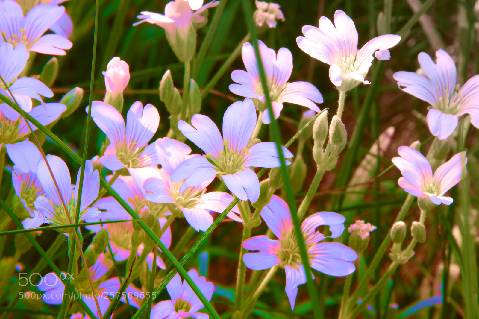 Canon EOS 550D (EOS Rebel T2i / EOS Kiss X4) sample photo. Blossom  photography