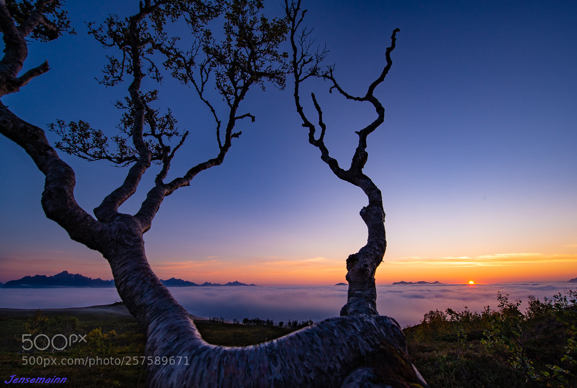 Nikon D610 sample photo. Sunset above the fog photography