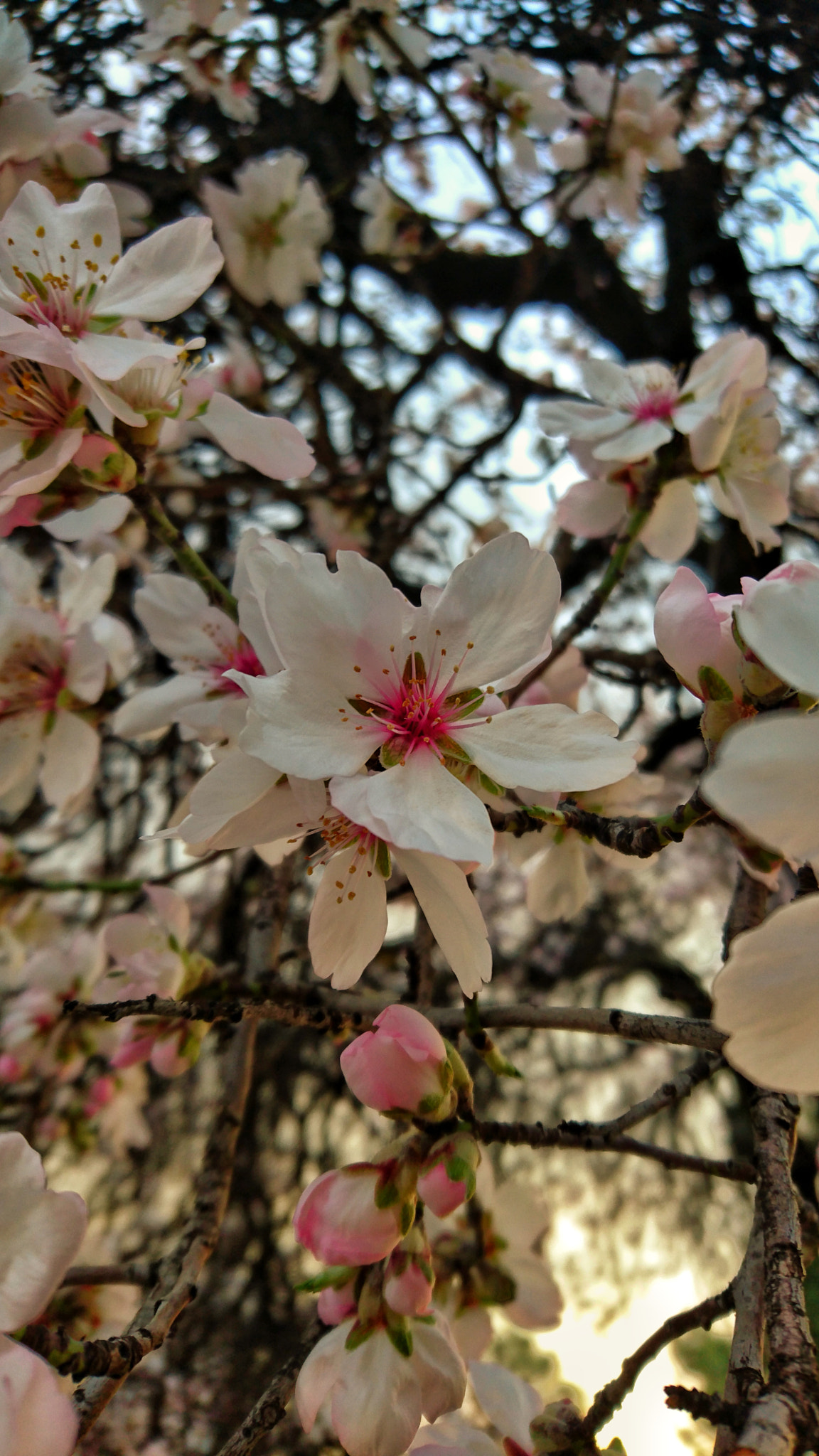 Sony Xperia Z5 sample photo