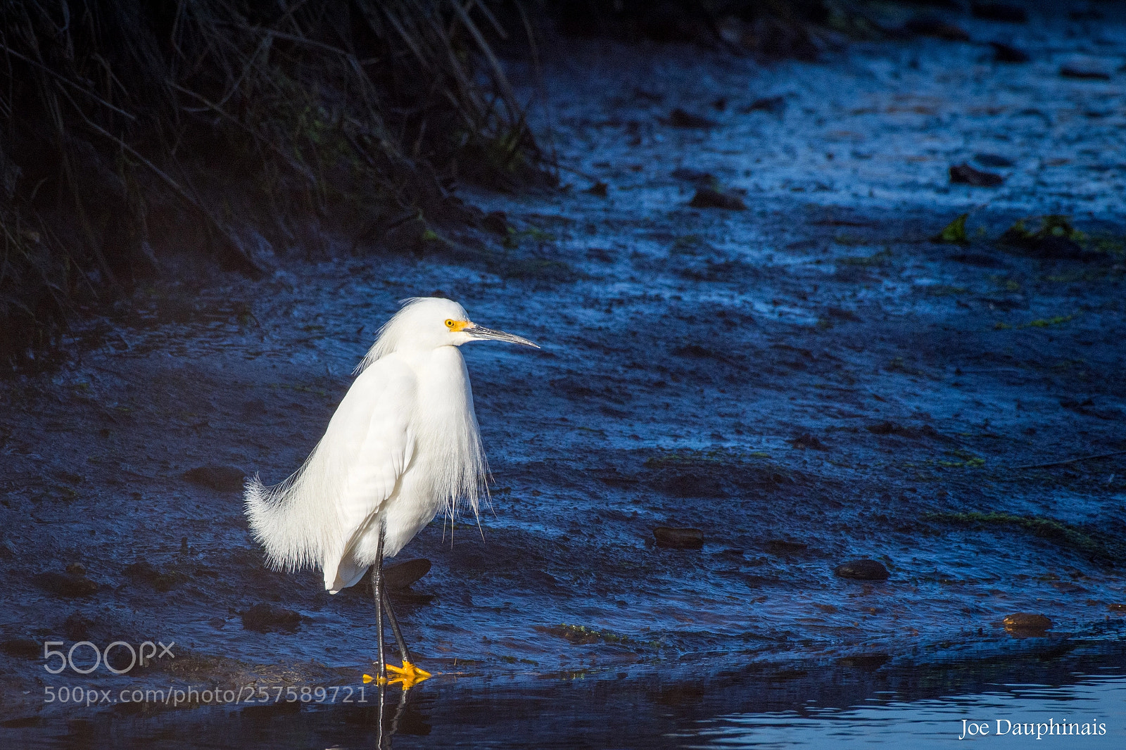 Nikon D7200 sample photo. Snowy egret photography