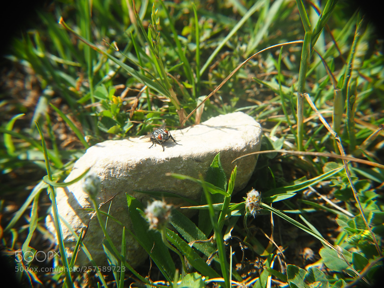 Olympus OM-D E-M10 III sample photo. Olympus digital camera photography