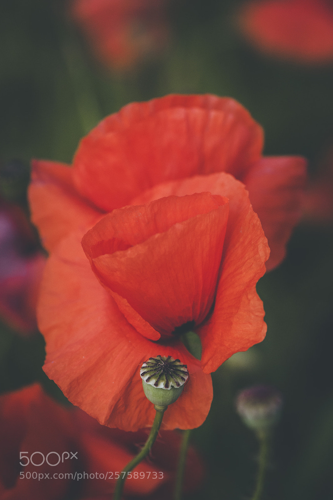 Nikon D700 sample photo. Spring poppies photography