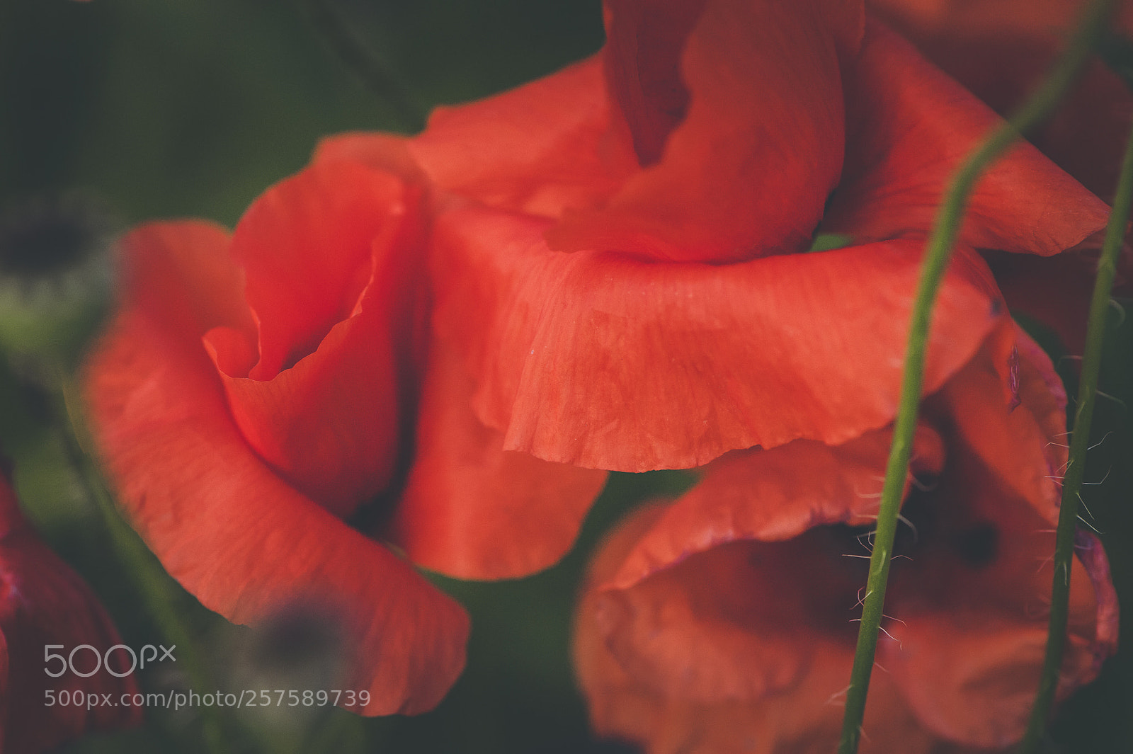 Nikon D700 sample photo. Spring poppies photography