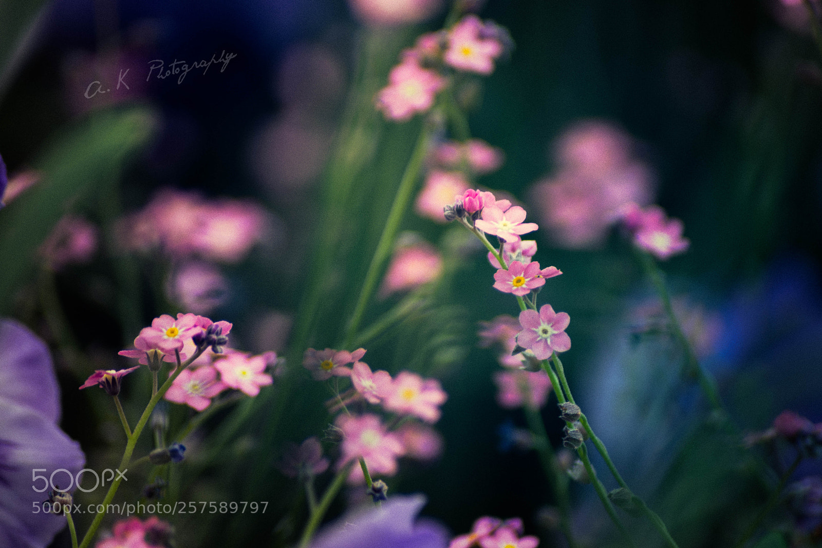 Nikon D750 sample photo. Spring photography