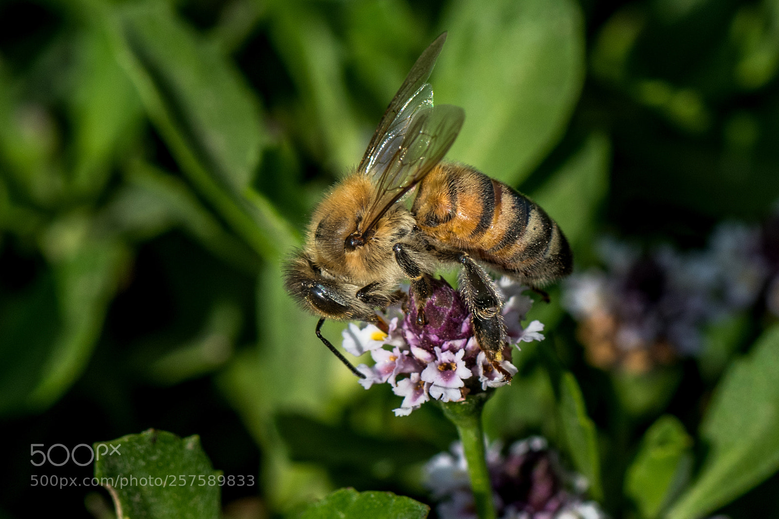Nikon D850 sample photo. A hard worker photography