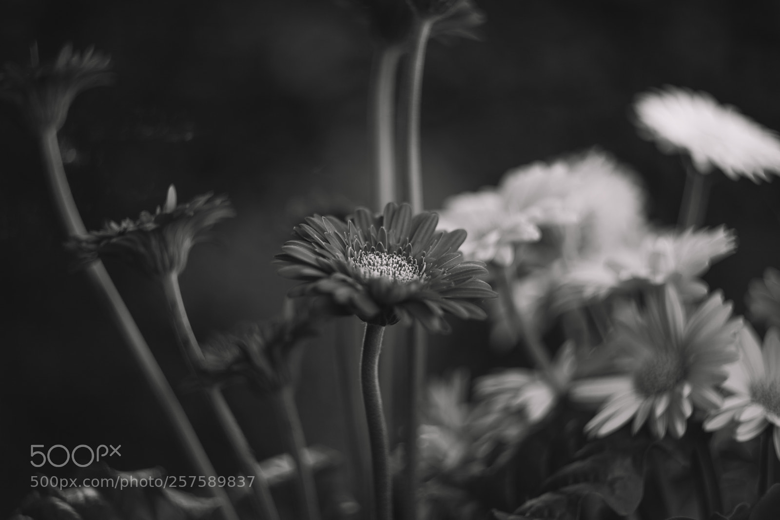 Canon EOS 6D Mark II sample photo. Centerfold photography