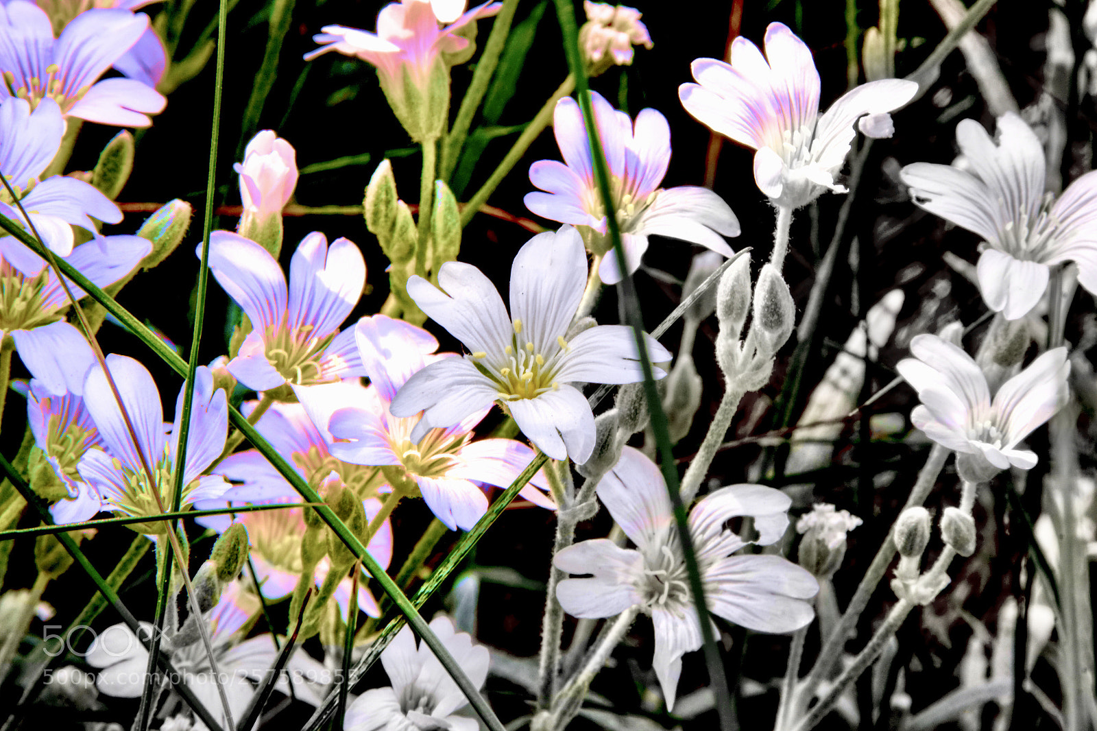 Canon EOS 550D (EOS Rebel T2i / EOS Kiss X4) sample photo. Blossom  photography