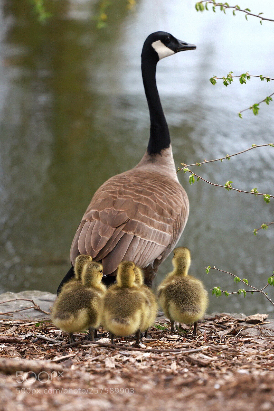 Canon EOS 6D Mark II sample photo. Spring photography