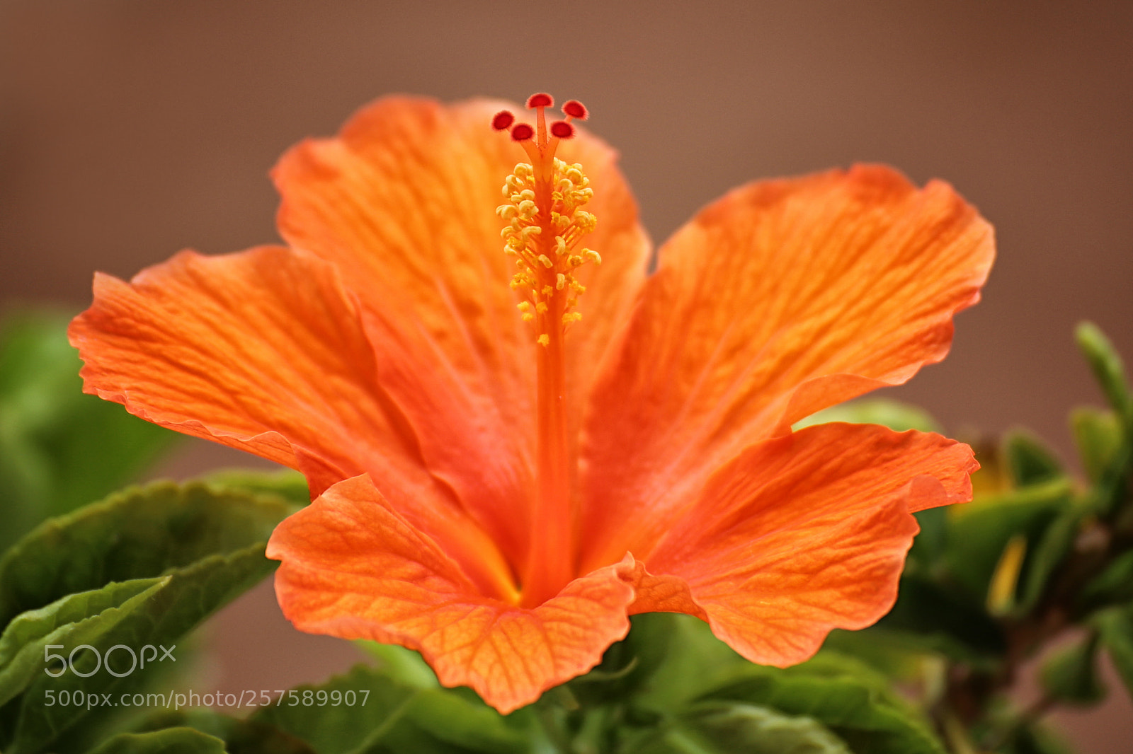 Canon EOS 6D sample photo. Ibiscus photography