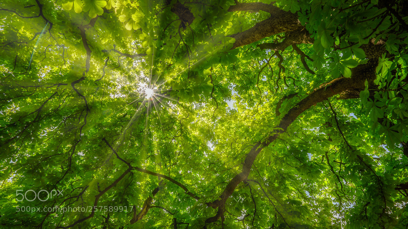 Sony a7R III sample photo. Protected by the tree photography