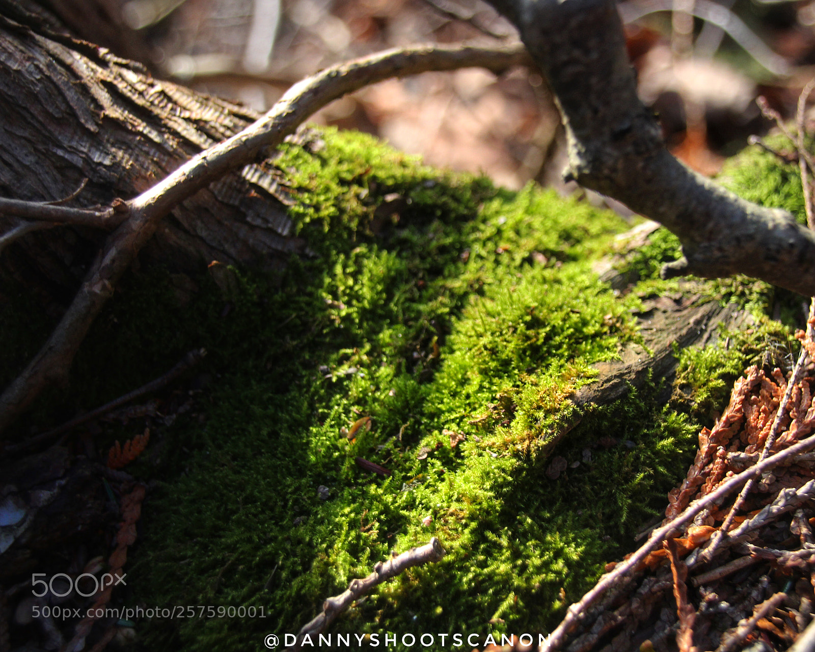 Canon EOS 700D (EOS Rebel T5i / EOS Kiss X7i) sample photo. Untitled photography