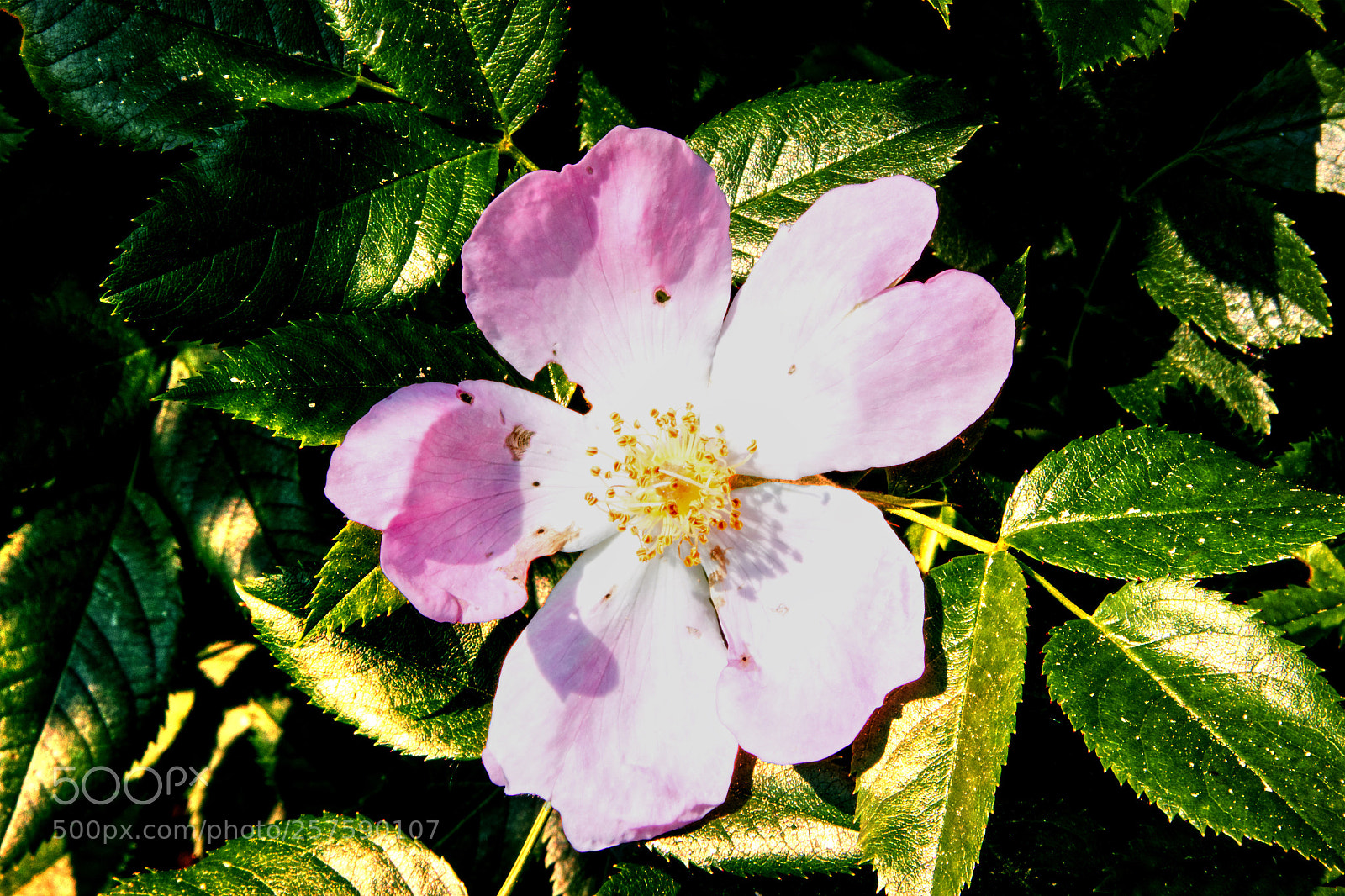 Canon EOS 550D (EOS Rebel T2i / EOS Kiss X4) sample photo. Blossom  photography