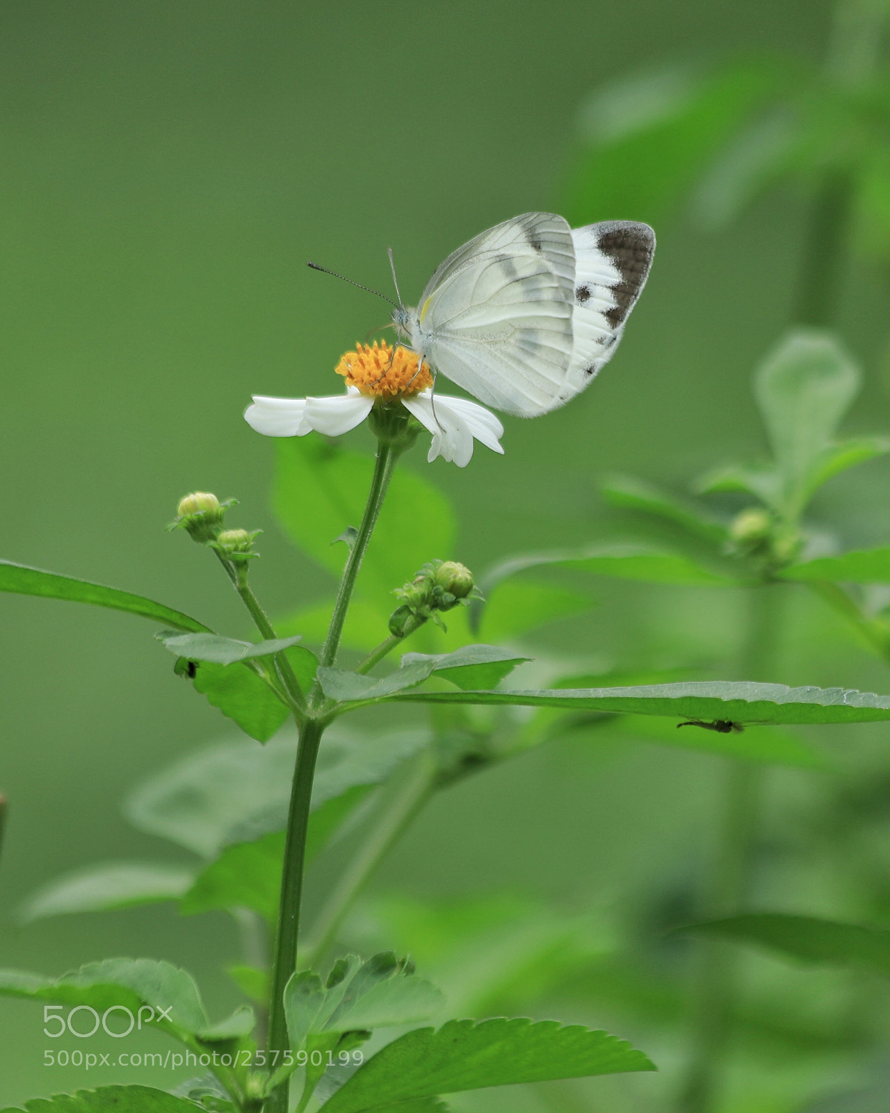 Canon EOS 5D Mark IV sample photo. Butterfly photography