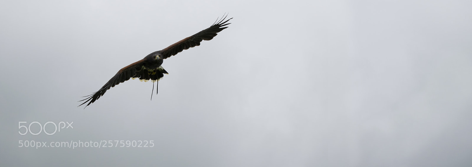 Nikon D3300 sample photo. Bird photography