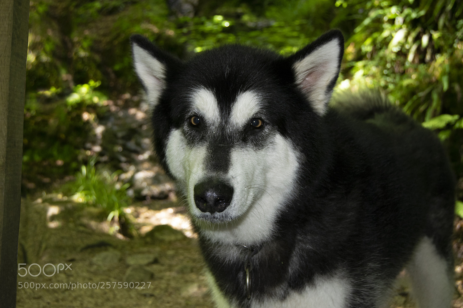 Nikon D3300 sample photo. Dog photography